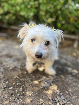 Rescue Maltese and Bichon Frise Dogs for Adoption in Los Angeles, California - Pelucha | PetCurious