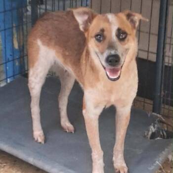 Louisa -  Cattle Dog Dog for Adoption in Chicago, Illinois - Louisa | PetCurious