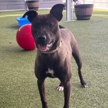Tulip -  Pit Bull Terrier Dog for Adoption in Greensboro, North Carolina - Tulip | PetCurious