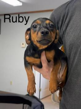 Ruby -  Dachshund Dog for Adoption in Waverly, Tennessee - Ruby | PetCurious