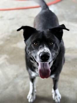 Rescue Labrador Retriever Dogs for Adoption in Lewisburg, Tennessee - Duke | PetCurious