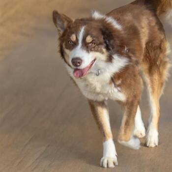 Siberian Husky and Mixed Breed Dogs Available for Adoption in St. Louis, Missouri - FERDINAND | PetCurious