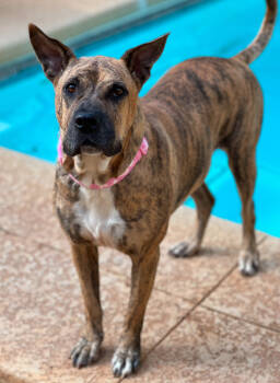 Rescue Mastiff and Pit Bull Terrier Dogs for Adoption in Sandy Springs, Georgia - Winnie | PetCurious