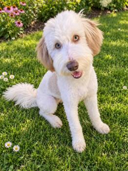 Callie -  Bearded Collie Dog for Adoption in Rockville, Maryland - Callie | PetCurious
