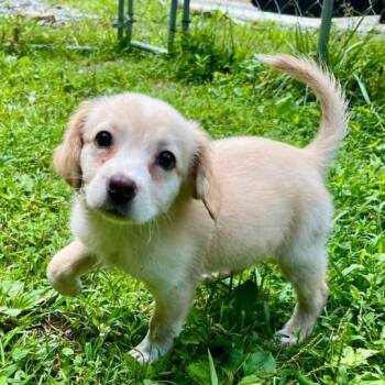 Asia -  Retriever and Mixed Breed Dog for Adoption in Falls Church, Virginia - Asia | PetCurious
