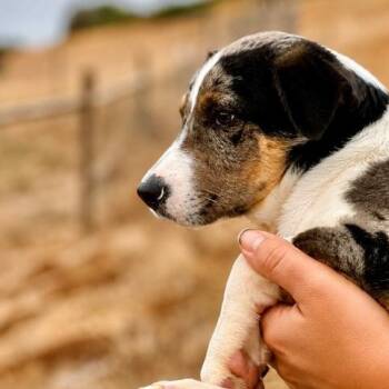 Mazda -  Catahoula Leopard Dog and Mixed Breed Dog for Adoption in Portland, Oregon - Mazda | PetCurious