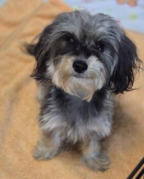 Sadie -  Maltipoo Dog for Adoption in Los Angeles, California - Sadie | PetCurious
