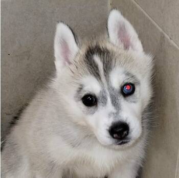 Siberian Husky Dogs Available for Sale - Galadriel | PetCurious