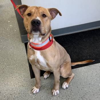 Pit Bull Terrier and Mixed Breed Dogs Available for Adoption - Finnigan | PetCurious