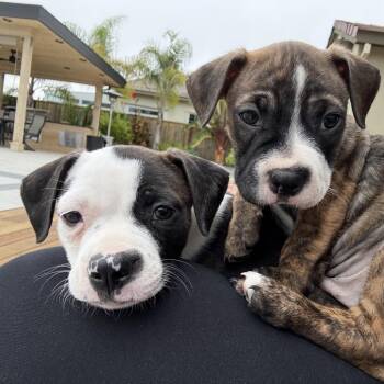 Mojave -  Boston Terrier and Mixed Breed Dog for Adoption in San Mateo, California - Mojave | PetCurious