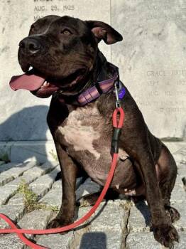 Mixed Breed Dogs Available for Adoption in Chamblee, Georgia - Chanel | PetCurious
