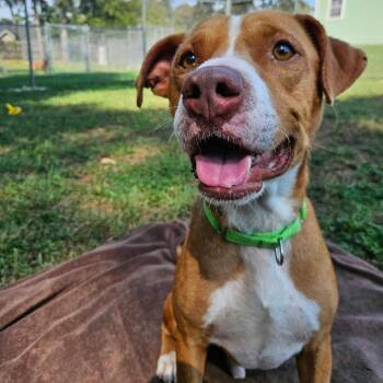 Farin -  Pit Bull Terrier Dog for Adoption in Klein, Texas - Farin | PetCurious