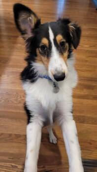 Lucy -  Shetland Sheepdog Sheltie Dog for Adoption in Overland Park, Kansas - Lucy | PetCurious