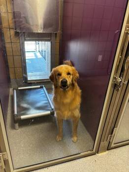Milo -  Golden Retriever Dog for Adoption in Greenfield, Indiana - Milo | PetCurious