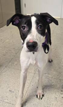 Whippet and Greyhound Dogs Available for Adoption - Sassafras | PetCurious