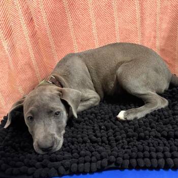 A611233 -  Pit Bull Terrier Dog for Adoption in Modesto, California - A611233 | PetCurious