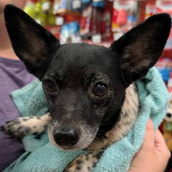 Chihuahua and Dachshund Dogs Available for Adoption in Gulfport, Mississippi - Russell Scott | PetCurious