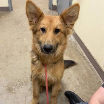 Lucky -  German Shepherd Dog and Mixed Breed Dog for Adoption in Palestine, Texas - Lucky | PetCurious