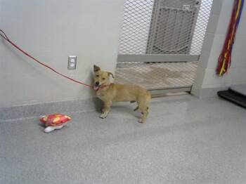 Dachshund and Mixed Breed Dogs Available for Adoption in Pasadena, Texas - A185397 | PetCurious