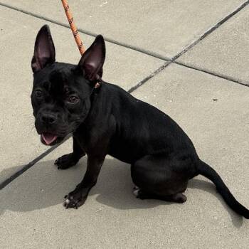 Mixed Breed Dogs Available for Adoption - Dot | PetCurious