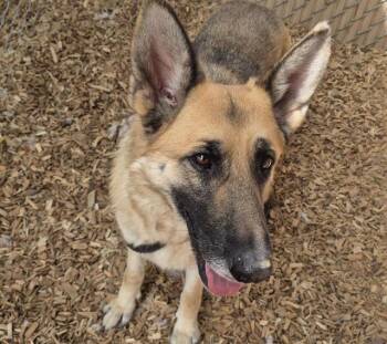 German Shepherd Dog and Mixed Breed Dogs Available for Adoption in Albuquerque, New Mexico - SHAY | PetCurious
