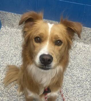 Cooper -  Australian Shepherd and Boxer Dog for Adoption in Golden, Colorado - Cooper | PetCurious