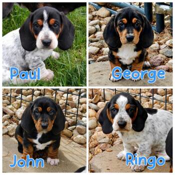 Basset Hound and Dachshund Dogs Available for Adoption in Mead, Colorado - The Beatles | PetCurious