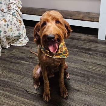 Butterscotch -  Mixed Breed Dog for Adoption in Gadsden, Alabama - Butterscotch | PetCurious