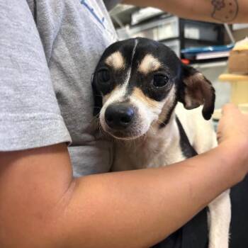 Rose 3 -  Chihuahua Dog for Adoption in North Myrtle Beach, South Carolina - Rose 3 | PetCurious