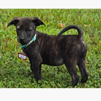 Salty -  Terrier Dog for Adoption in Wake Forest, North Carolina - Salty | PetCurious