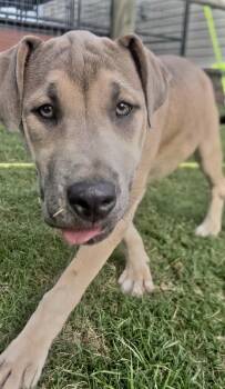 Dusty -  Catahoula Leopard Dog Dog for Adoption in Manchester, Connecticut - Dusty | PetCurious
