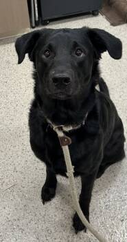 Rescue Labrador Retriever and Mixed Breed Dogs for Adoption in Fishers, Indiana - Tater Tot | PetCurious