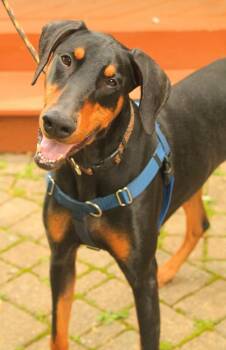 Eve -  Doberman Pinscher Dog Available for Adoption - Eve | PetCurious
