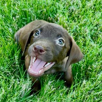 Godiva -  Chocolate Labrador Retriever and Vizsla Dog for Adoption - Godiva | PetCurious