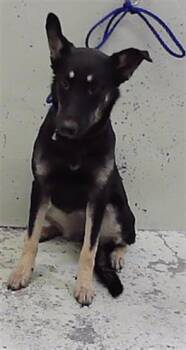 SASHA -  German Shepherd Dog Dog for Adoption in Houston, Texas - SASHA | PetCurious