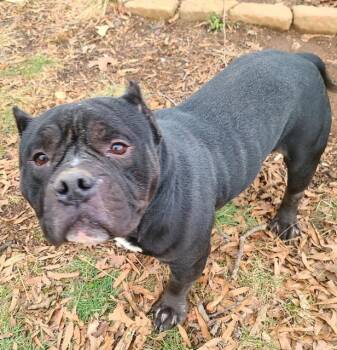 American Staffordshire Terrier Dogs Available for Adoption - Billie Dee, Small Sweet Amer. Staffordshire Terrier, Loves Every | PetCurious