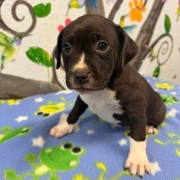 Black Mouth Cur and Mixed Breed Dogs Available for Adoption in Hattiesburg, Mississippi - Forrest | PetCurious