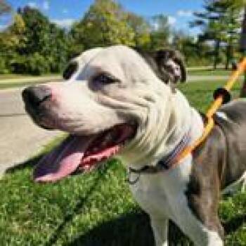 Rescue Mixed Breed Dogs for Adoption in Hilliard, Ohio - King | PetCurious