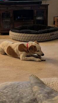 Pop -  Hound Dog for Adoption in Parker, Colorado - Pop | PetCurious