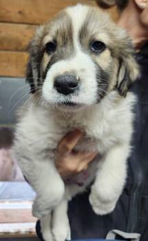 Great Pyrenees and Mixed Breed Dogs Available for Adoption - Porter | PetCurious