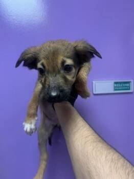 61385072 -  Shepherd and Mixed Breed Dog for Adoption in El Paso, Texas - 61385072 | PetCurious