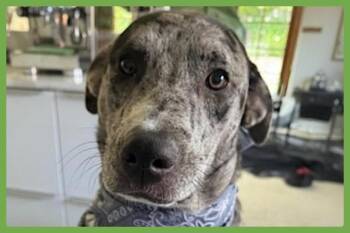 Rescue Catahoula Leopard Dog Dogs for Adoption in Amherst, Massachusetts - Charli | PetCurious