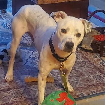 Mixed Breed Dogs Available for Adoption in Oak Park, Illinois - Chadwick | PetCurious