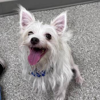 Chinese Crested Dog Dogs Available for Adoption in Fullerton, Pennsylvania - Stroodle | PetCurious