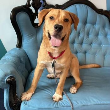 Mixed Breed Dogs Available for Adoption - Mickey | PetCurious