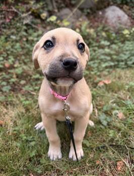 Sweet Pea -  Pit Bull Terrier and Labrador Retriever Dog for Adoption in Puyallup, Washington - Sweet Pea | PetCurious