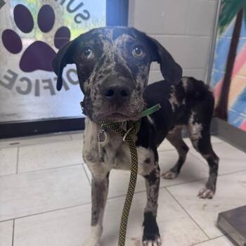Grady -  Catahoula Leopard Dog Dog for Adoption in Lufkin, Texas - Grady | PetCurious