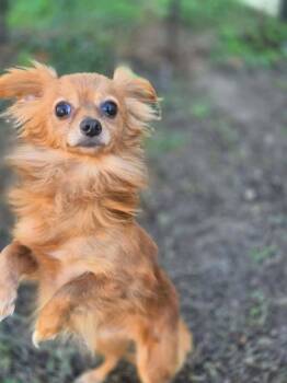 Rodney -  Chihuahua Dog for Adoption in Metairie, Louisiana - Rodney | PetCurious