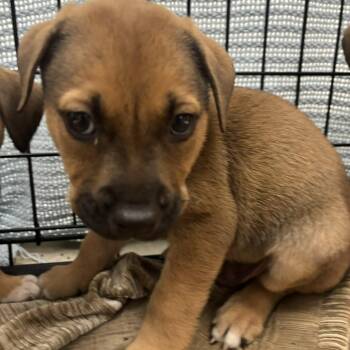 Boxer Dogs Available for Adoption in Tupelo, Mississippi - Dozer - 042002U | PetCurious