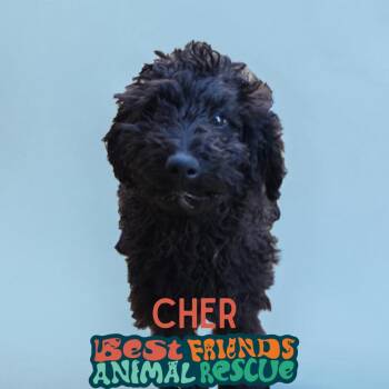 Cher -  Poodle Dog for Adoption in Wasilla, Alaska - Cher | PetCurious